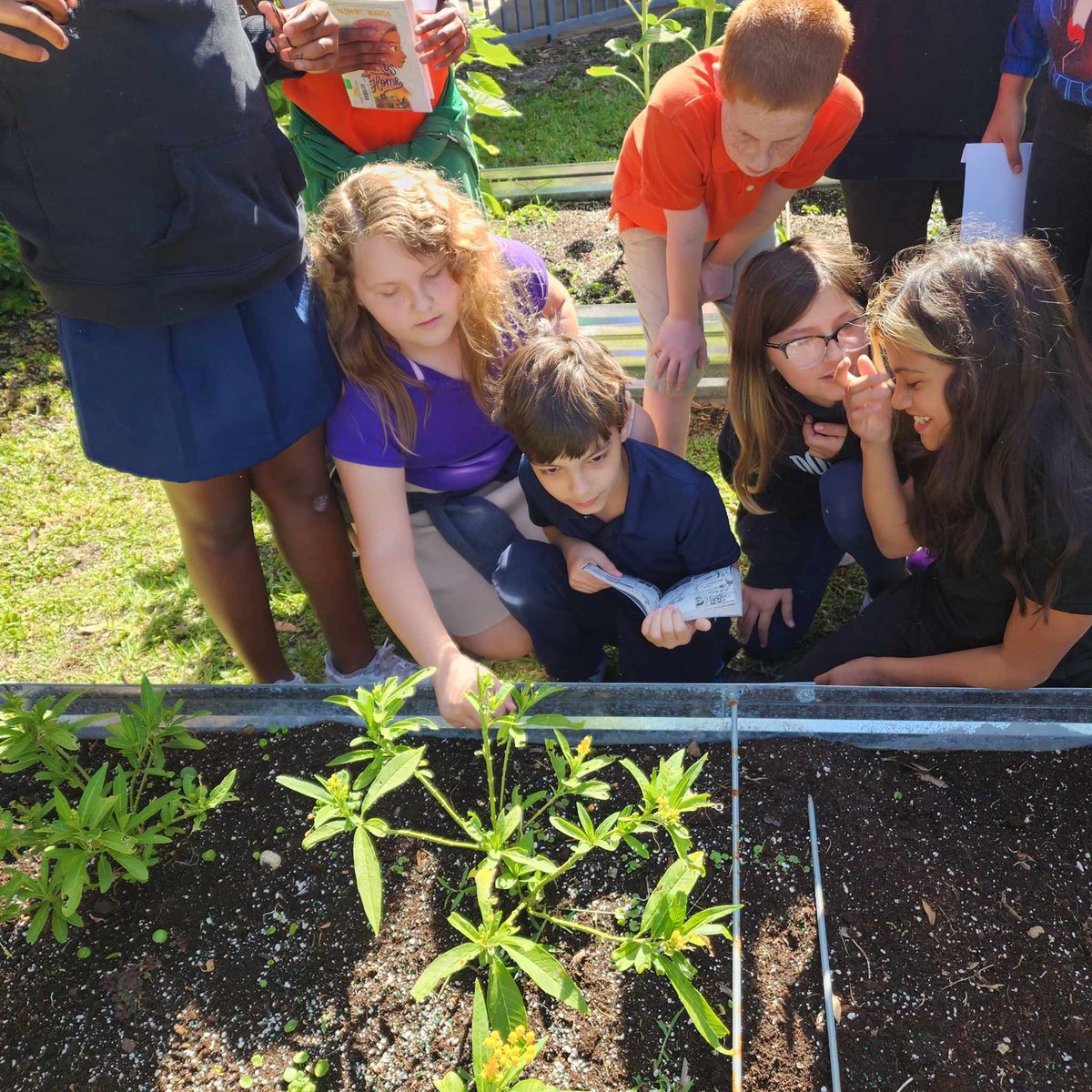 4th graders in Ms Glickstein’s class are learning about complete and incomplete metamorphosis. They observed different stages if the butterfly's life cycle in our 1st grade monarch 🦋 garden!