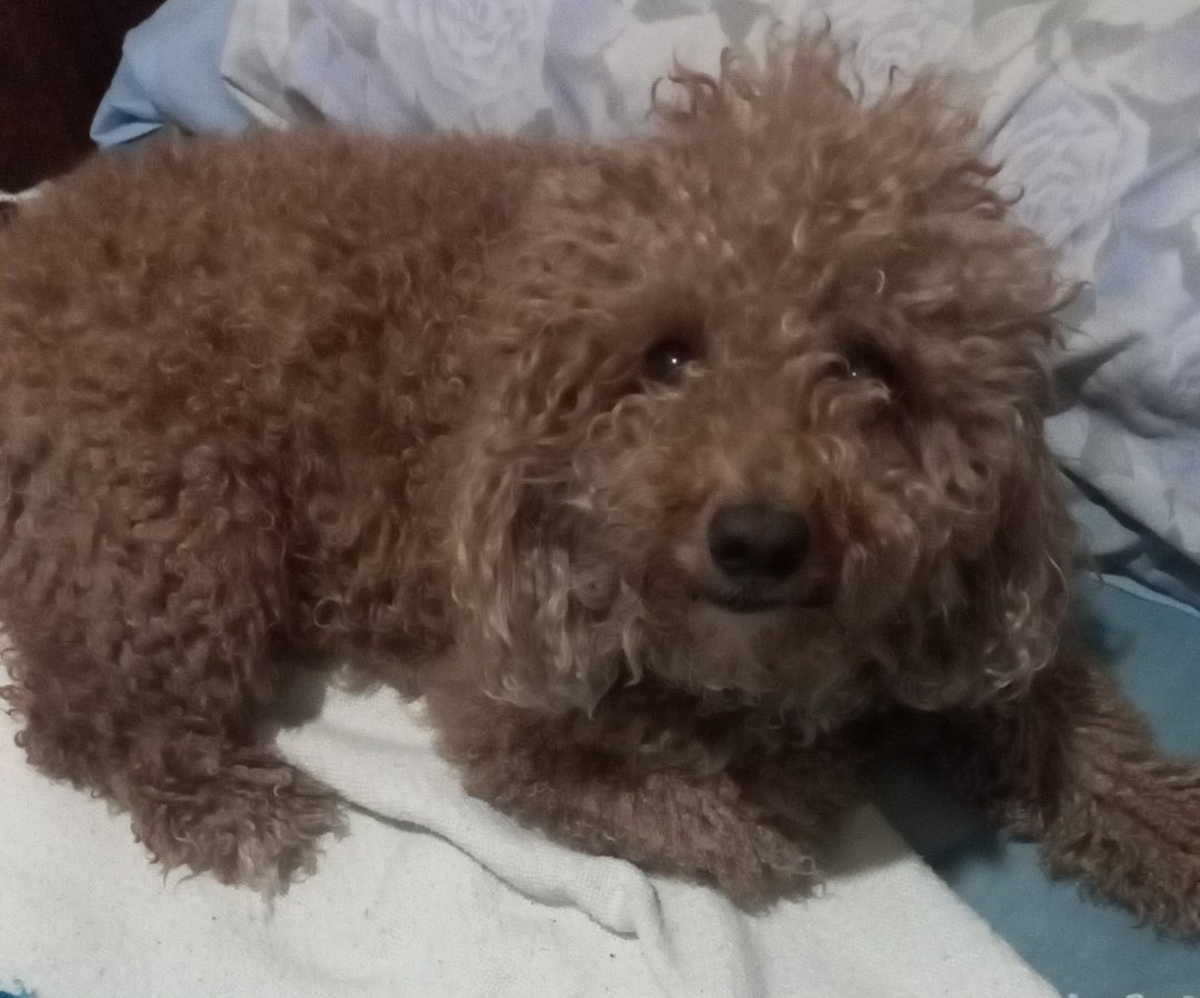 El es Coco. El sábado tiene peluquería, pero antes quisiera saber #CuantosPerrosSon