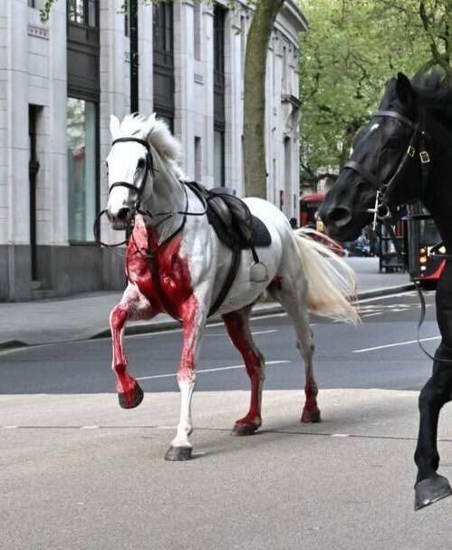 Behold A Pale...? On St. George's Day (April 23) two horses ran loose. One white horse covered in blood. And one black horse that ran along side it uninjured. The white horse likely representing the horse that St. George is traditionally depicted as riding when slaying the