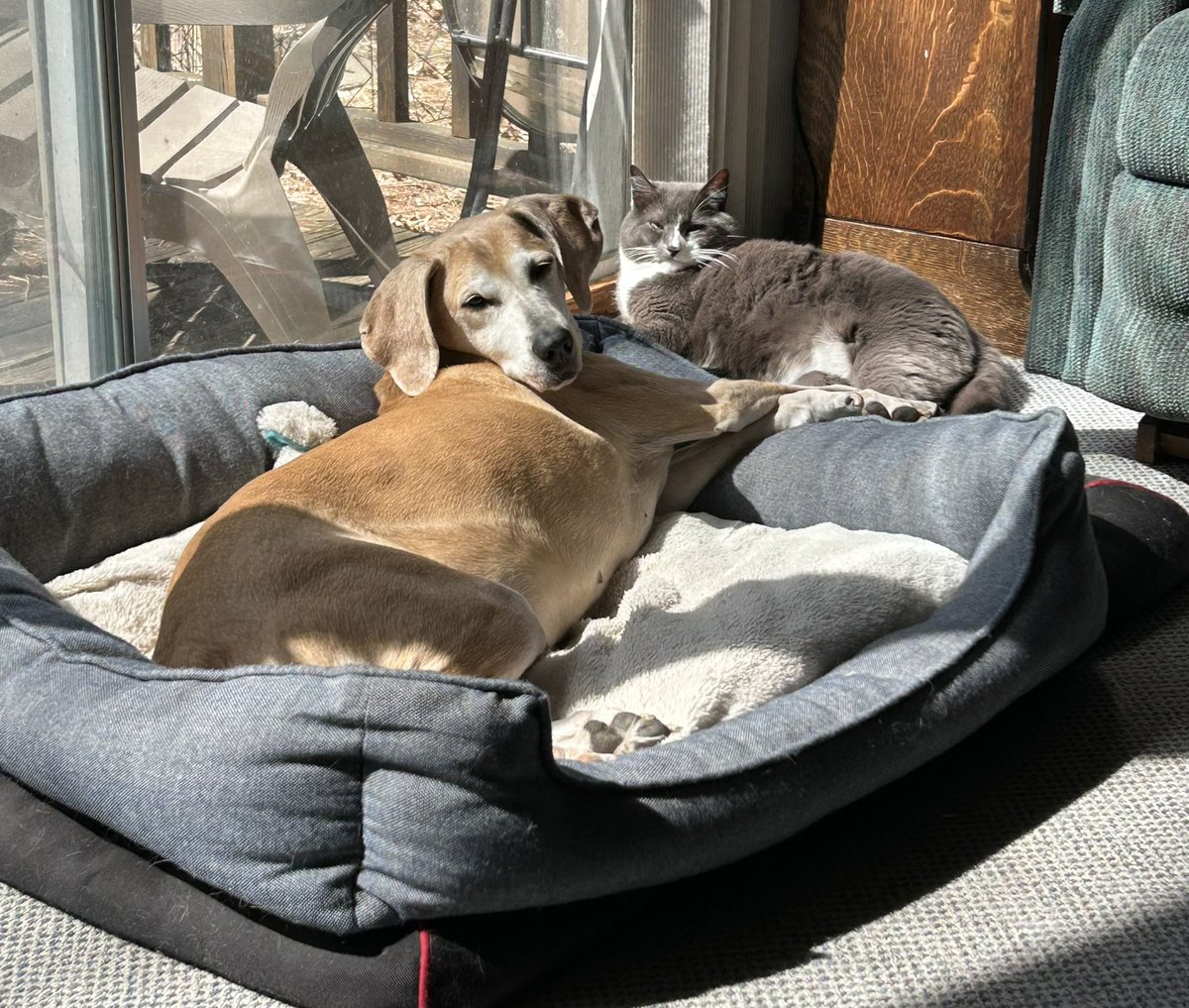 When the sun spot is 1 pupper and 1 kitty wide! #sunsnooze