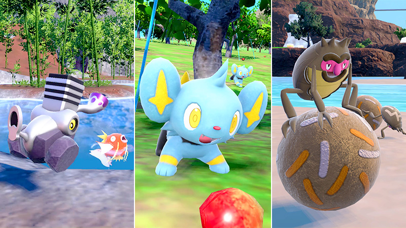 Mass outbreaks of Golden Shiny Pokémon are now appearing throughout #PokemonScarletViolet! ❤💜 Paldea – Varoom & Magikarp ❤💜 Kitakami – Shinx ❤💜 Blueberry Academy – Rellor