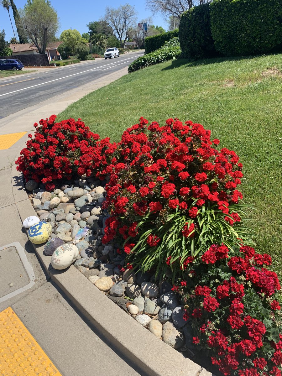 Our house is on a corner. Cheri planted these Geraniums on the edge of the lawn 6 years ago.  This year there are explosive blooms 3-4 times as many blooms as any previous year #GodsPraiseRoom