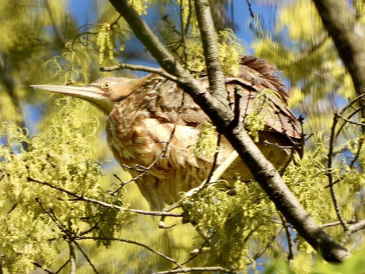 American Bittern
all fluffy after preening by Muggers Woods in the Ramble this afternoon
#CentralPark 
#birdcp 
#birding
#birdwatching