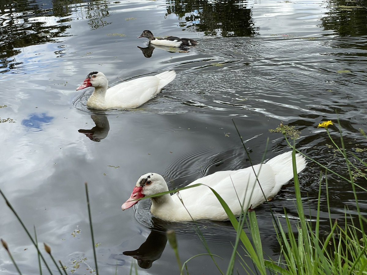 @naturephotos55 #iPhone 
#photography 
#mobilephotography 
#3sDay 
Three ducks 😃🇨🇴.