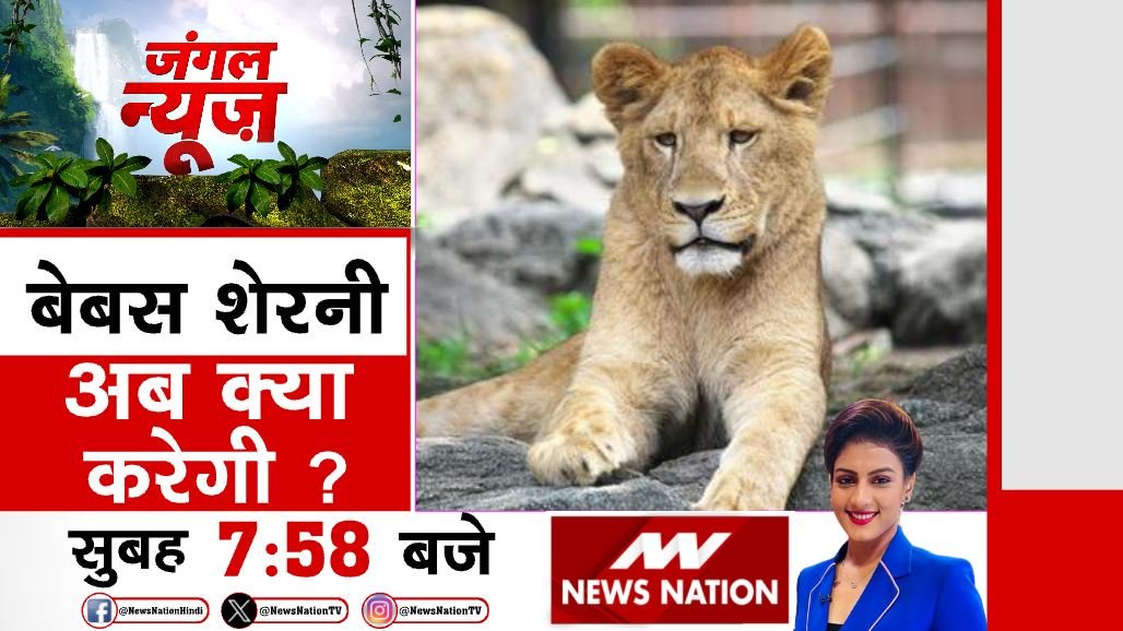 बेबस शेरनी...अब क्या करेगी? देखिए 'जंगल न्यूज़' सुबह 7:58 बजे सिर्फ #NewsNation पर @KhushbooAnchor