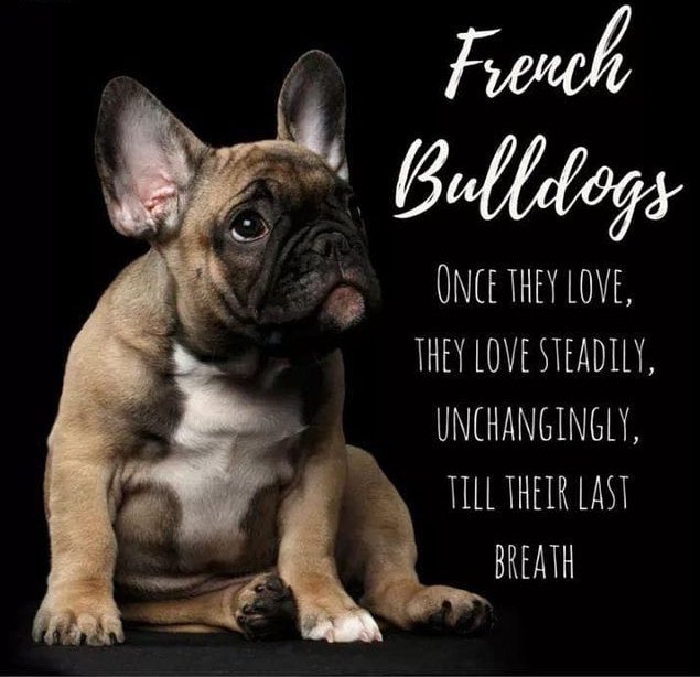 #FrenchBulldogLove #FrenchieLife #AdorablePup #DogsofTwitter #CuteAndCuddly #PetParents #DogLoversCommunity #FrenchieNation #CARvsNYI #CutestBulldog #Namjoon  #ForTheLoveOfPhilly #RaiderNation