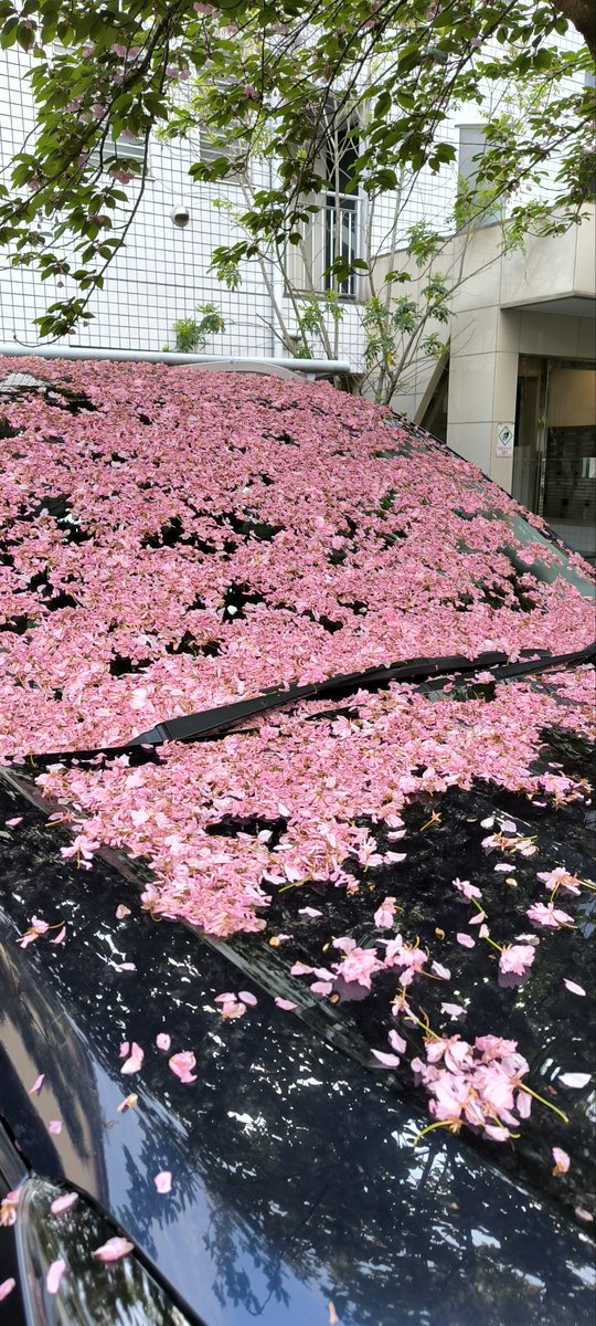 Haibrunadesu's tweet photo. 関東ではもう桜桜と言わなくなりましたが散った後まだこんなにも綺麗🌸

#ベルジュバンス
#ベルジュバンス弱酸性美容法 
#ベルジュバンスサロン 
#ペーアッシュ 
#ベルジュバンス埼玉
#埼玉
#さいたま市
#浦和
#弱酸性美容
#桜 https://t.co/CVUWAkkkVl