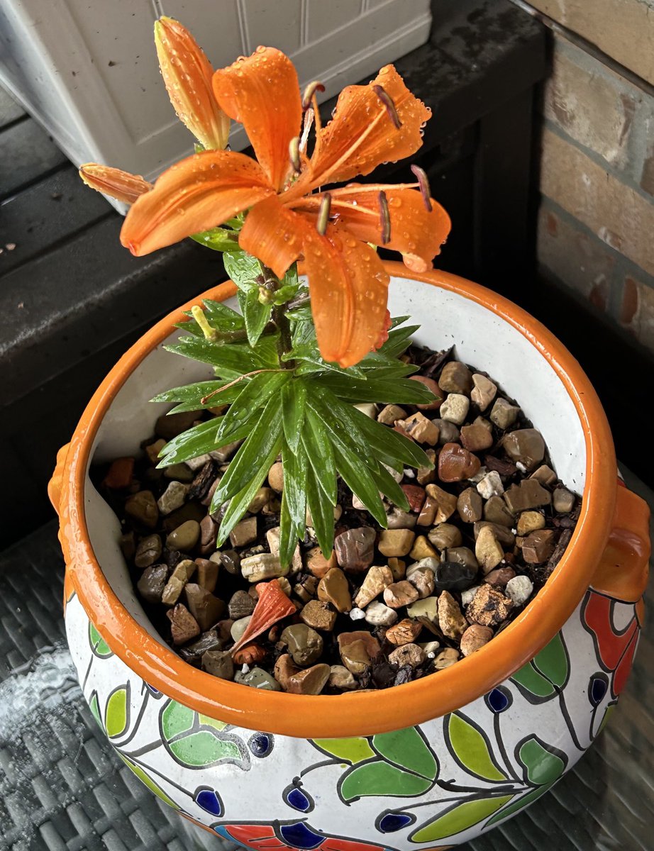 Just cleaned all the pollen off of my patio…and planted this lily! Pretty lady, huh?