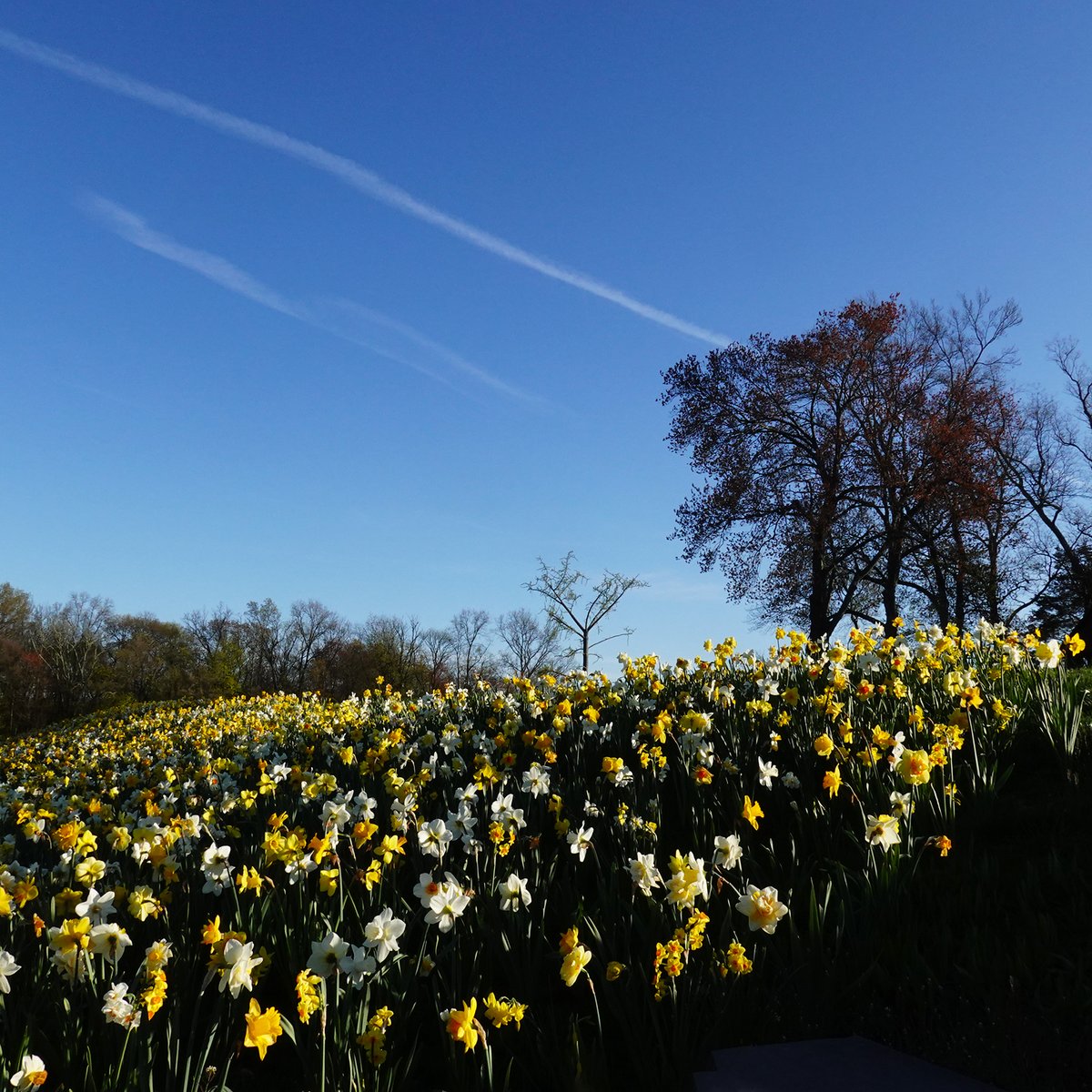 espprinted's tweet photo. @JaniceHuff4ny @Raphael4NY @StormTeam4NY @WeatherNation amazing Spring day in New Canaan, CT https://t.co/6JUCfsTrNd