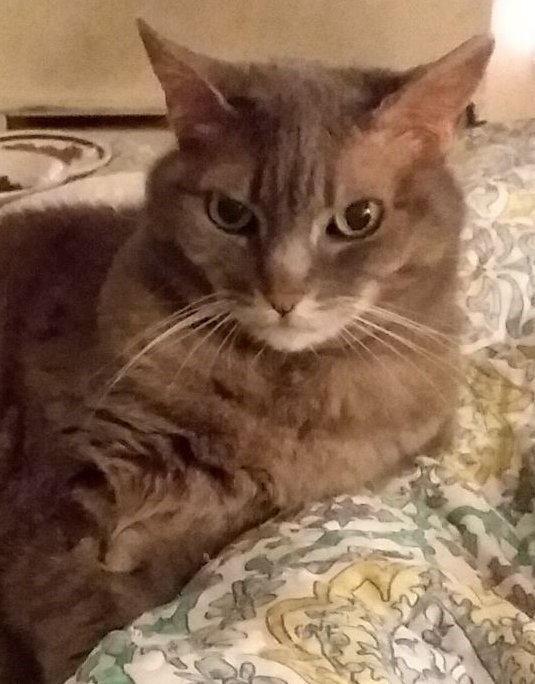 Dear Friends and Followers, 💔💔🐾🐈 I am very sad to post that Violet,my dearest companion for 19 years, has gone OTRB. 4/2005-4/23/2024. 
#catsoftwitter #adoptdontshop #superseniorcatsclub
#CatsOfX #adoptdontshop #rescuecat #catlovers