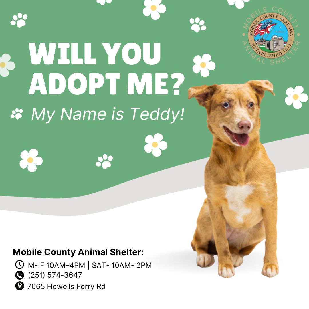 A079308 Teddy is an 11-month-old Catahoula Mix. She is heartworm negative and weighs 27 lbs. The adoption fee is $80, which includes her microchip, spay, 5-in-1 vaccine, one-year rabies vaccine, wormer, and the first dose of heartworm/flea preventative.