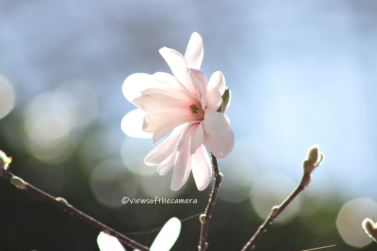 #flowers #flowerstagram #flowergram #outdoors #outdoorphotography #flowerphotography #spring #springphotography #nature #naturephotography #naturegram #texas #northtexas #photography #photographersofinstagram #photographersoftexas #dallastexas