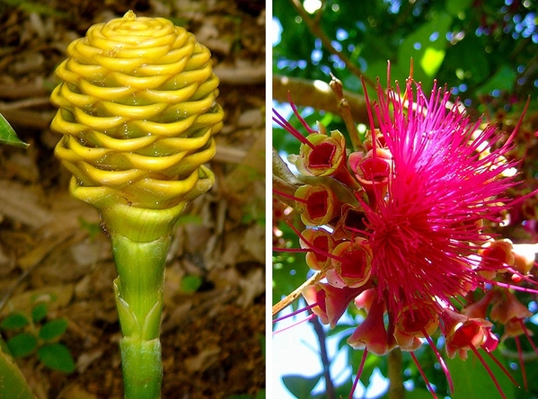 #TravelGumbo #FeaturedBlog by #BarryBarford      #ttot 

#Belize #BotanicGarden #NatureTapestry 

TravelGumbo
By Travelers, for Travelers

travelgumbo.com/blog/belize-bo…