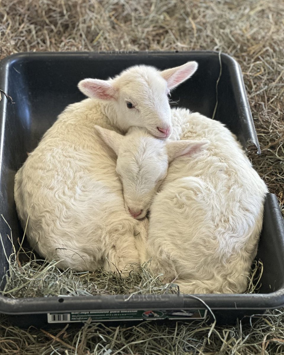 There's nothing sweeter than seeing two babies safe at sanctuary. 💚