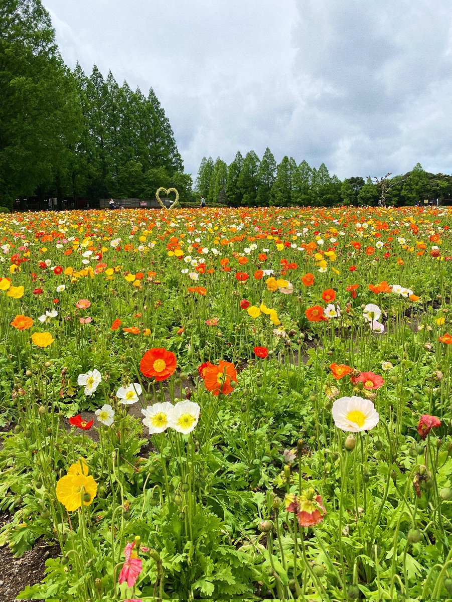 thoughtful2023's tweet photo. こんにちは☀
デイサービス楽癒です✨
本日　#都城市　高城町の天気はどんより曇り雨☁#イマソラ
昨日の夕空がとても綺麗でした✨🌇
先日、ネモフィラとポピーが見頃を迎えてる　#生駒高原　に行きました🫧
自然いっぱい癒されました🤗🩷
#企業公式相互フォロー
#企業公式が毎朝地元の天気を言い合う https://t.co/f24zbHD0nP