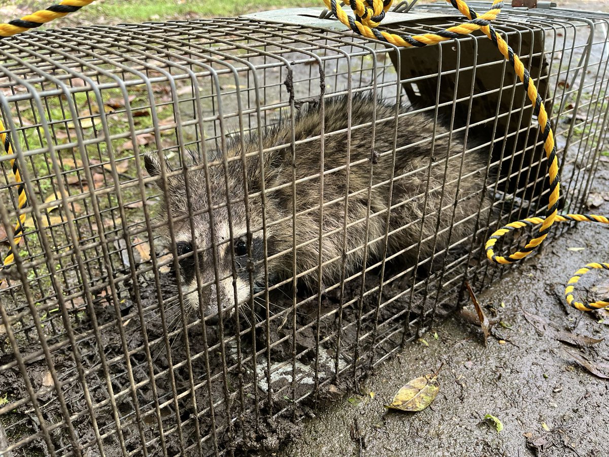 yamada_park's tweet photo. アライグマ（特定外来生物）を捕獲。今回の個体は体重4.2kgのメス。乳汁が出たので子育て中だった可能性があります。子供の自���を食止める事ができたならば成果は大きいでしょう。
アライグマの高い繁殖力は生態系を破壊し、人の生活環境にも被害を及ぼすため、引き続き駆除活動を進めて参ります！ https://t.co/Q88kHgKIGb