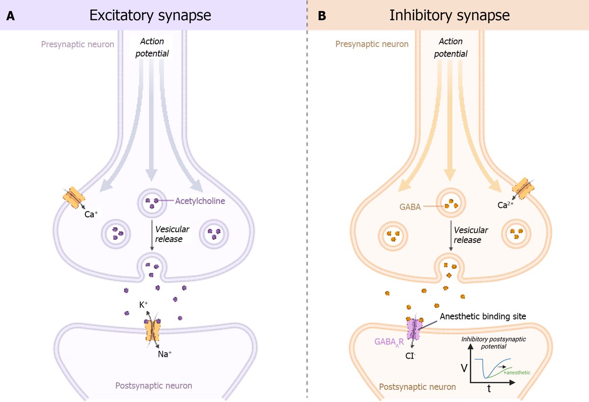 Have you used volatiles in ICU? INSPiRE-ICU 1 trial just finished enrolling, #2 almost done, results to follow soon. Possible NDA to be submitted FDA early 2025. Check out this outstanding timely review led by @EDWieru 🔗 pubmed.ncbi.nlm.nih.gov/38633473/ @MayoAnesthesia @MariamElSaban