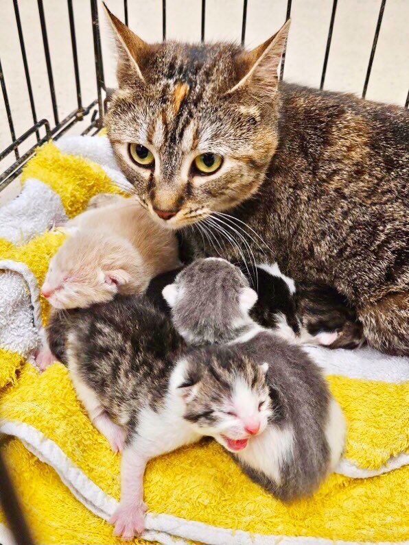 Beautiful Mother #Tabby #cat with 4 wee kittens that will b killed if WE don't save them. #Marietta #Georgia PLZ #ADOPT #FOSTER OR #PLEDGE TO ATTRACT A RESCUE 🛟 even a Retweet helps so much 🐾 please don't let them die.