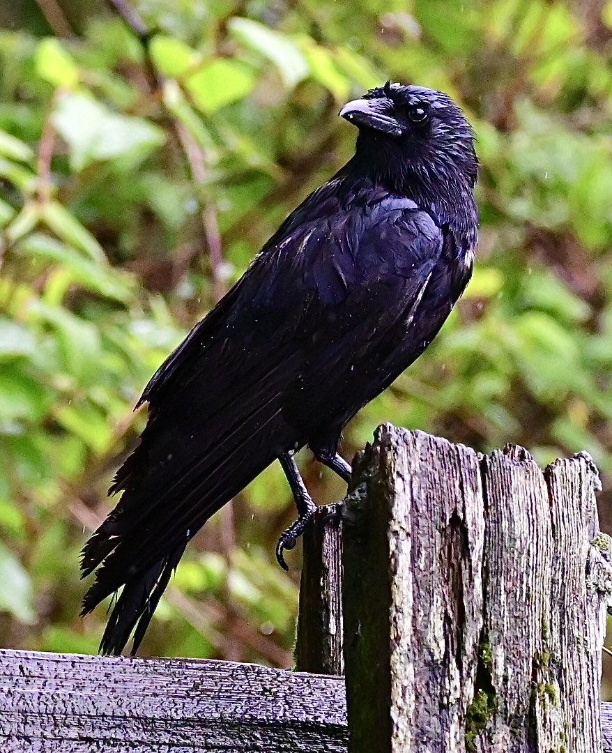 A damp American Crow for #ThursJay 💧 #TwitterNatureCommunity #TwitterNaturePhotography #birdphotography #BirdsOfTwitter #wildlifephotography #NaturePhotography