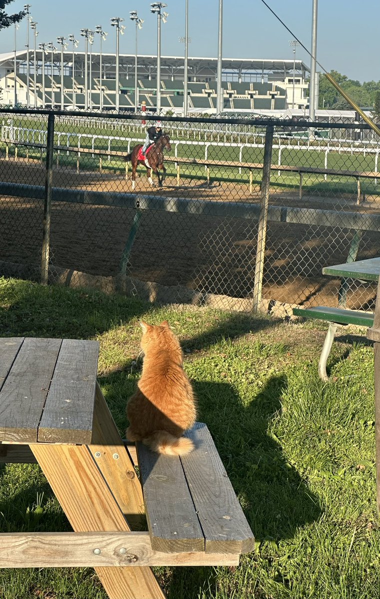 EvinMunson's tweet photo. Even Churchill Charlie likes watching the horses workout in the mornings! @backstretchcats @ChurchillDowns  #ChuchillDownsCatsOfTheBackside https://t.co/wbA7TbdUiE