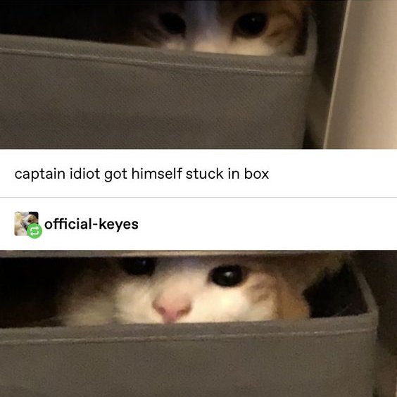 DontShowYourCat tweet picture