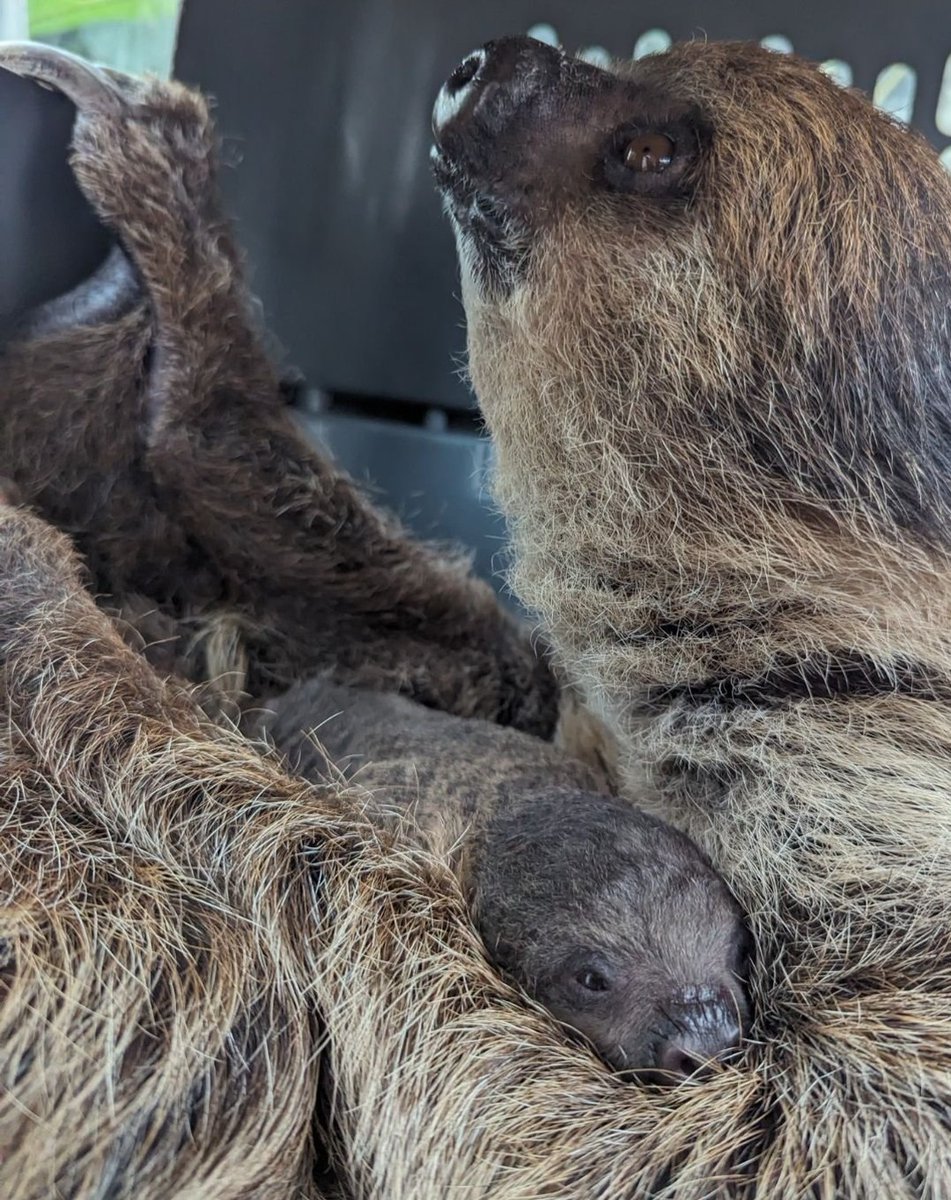 I interrupt your scrolling to bring you @denverzoo's newest baby. Charlotte and Elliot just welcomed their fourth two-toed sloth pup! If you're lucky, you might get a glimpse of Charlotte and baby next time you visit. 📷: Denver Zoo