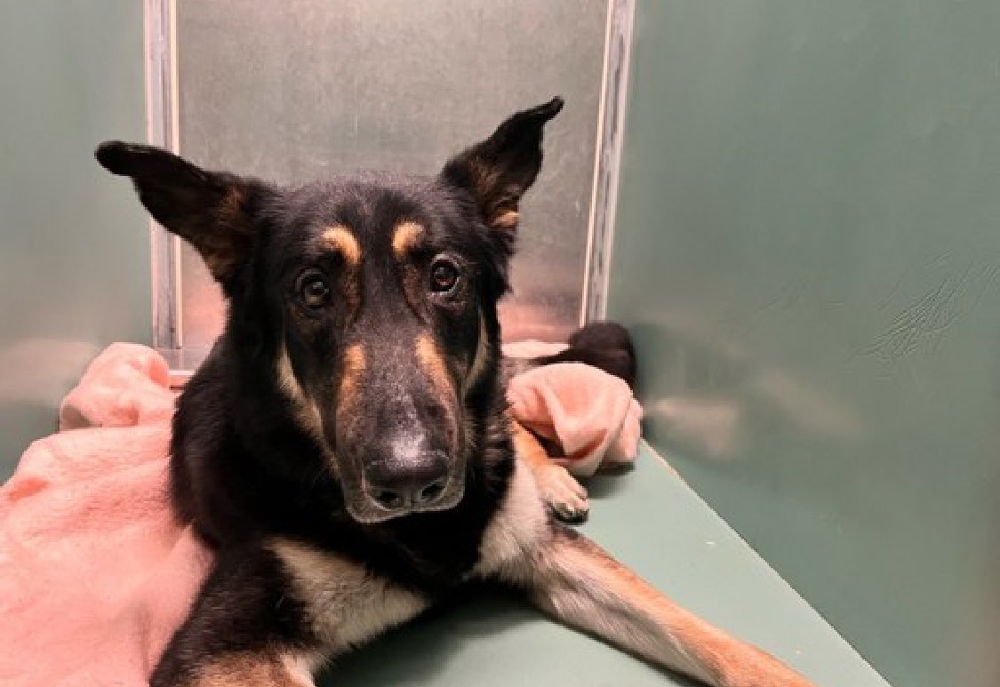 Dumped by his family on April 23 for a new baby, poor Bruce 196801 arrived terrified and devastated in NYCACC. Still a baby at 2 years old, he's loves playing fetch with his squeaky toys and balls, and he knows his cues. Failed by his family, he should not lose his life but with…