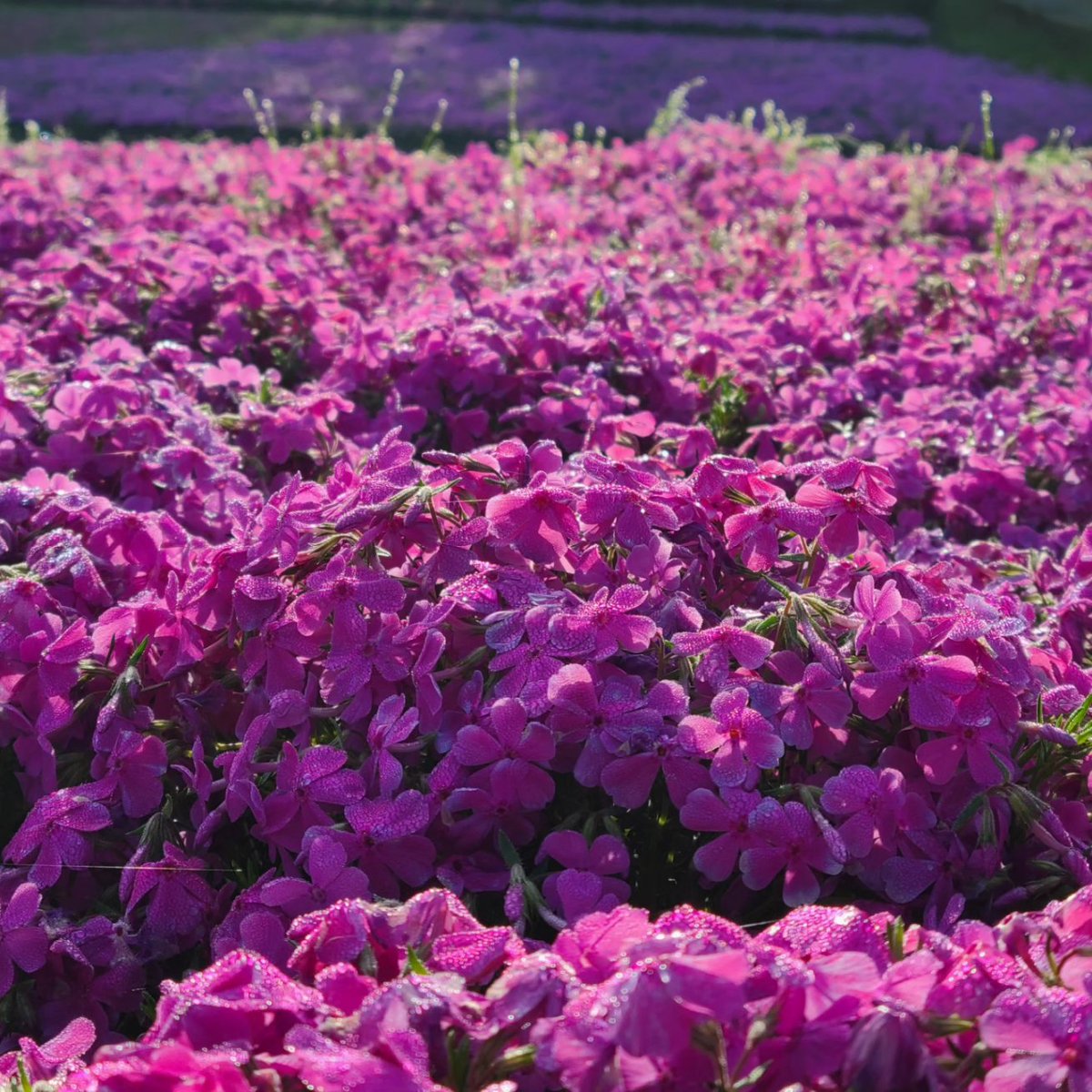 早朝の芝桜の丘です。 秩父の芝桜の見頃が続いています。 かつて羊毛をとるためにさくさんの羊を飼育していたこの場所に、現在40万株以上の芝桜が植えられ、秩父地域内外から来る人々を楽しませてくれます。 (2024.4.26撮影) #芝桜 #芝桜の丘 #羊山公園 #ジオパーク秩父 #ジオパーク #秩父