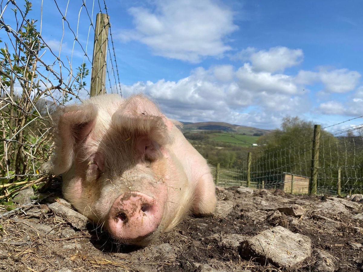 Perry has chosen a great spot for a little nap in the sun at the top of the P53 (piggy motorway) Pigs really know how to enjoy life. They value their life the same as you value yours. We urgently need more #Pigoneers please join up & become a #Pigoneer 🐖 globalvegancrowdfunder.org/pigoneer-2000-…