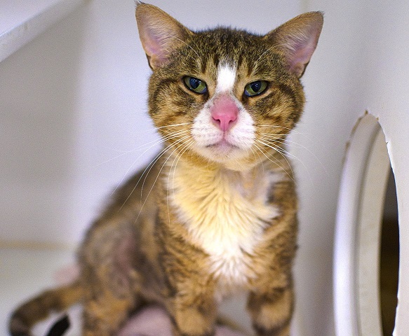 💗SWEET 7YO BROWN TABBY & WHITE KITTY 'ARMSTRONG'💗
♦♦HAS BEEN REMOVED FROM THE EMERGENCY PLACEMENT LIST - 4/25/24♦♦
▶1969889 facebook.com/photo/?fbid=74…
▶MOVED TO ADOPTIONS - PLEASE KEEP SHARING. STILL NEEDS PLACEMENT ASAP!
▶nycacc.app/#/browse/196988 #NYCACC #CAT