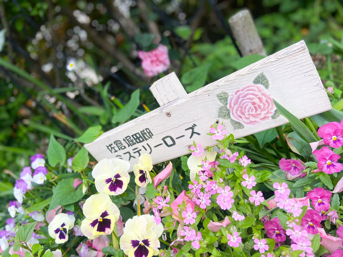 今年も咲きました！#旧堀田邸ミステリーローズ🌹 ＼(^o^)／鮮やかな