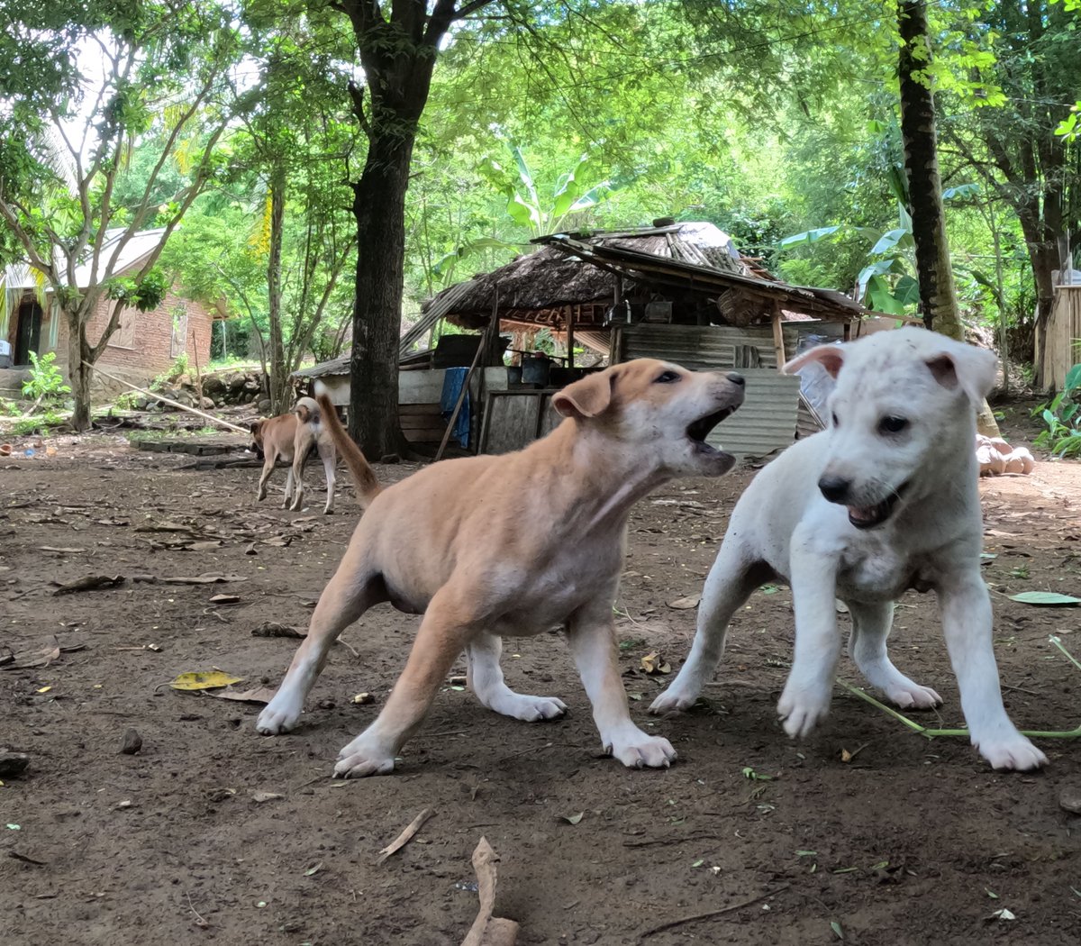 Don't worry, they're not fighting, this is just how they play. In fact, this is the funniest footage today. 

#dog #puppies #lovedogs #puppies #dogshelter #dogrescue #doglovers #ovedogs #stray #lombokdogs #dogs