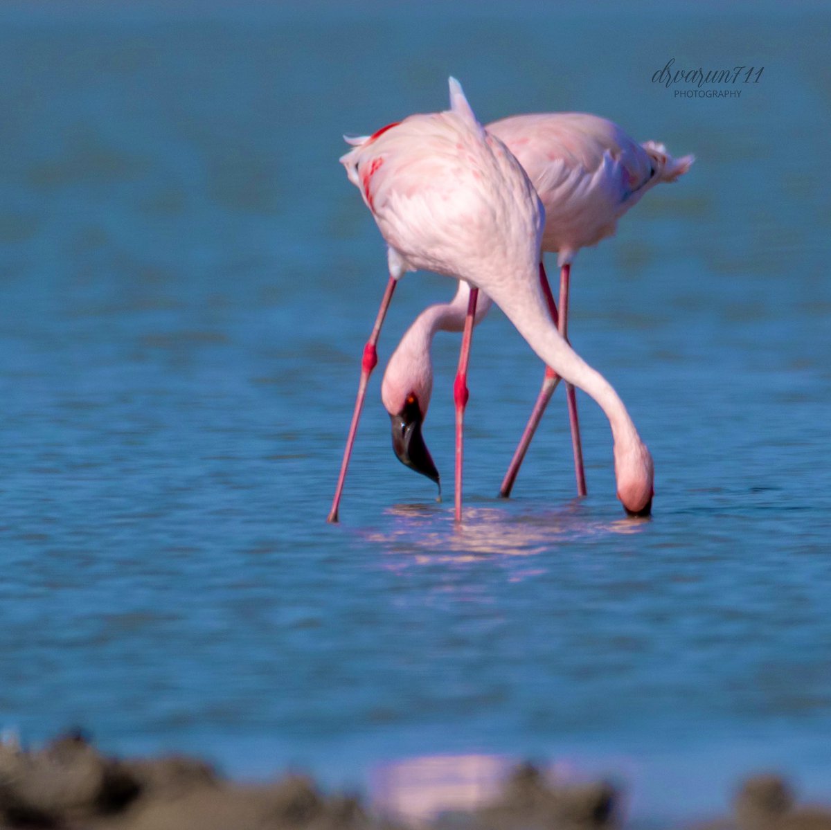 Flamingo couple from LRK #IndiAves #birdwatching @NatGeoIndia #birding #BirDereceHak #Nikon #TwitterNatureCommunity #birdsphotography #BirdsOfTwitter #BirdTwitter @NatGeoPhotos #NaturePhotograhpy #ThePhotoHour @DEFCCOfficial @BNHSIndia