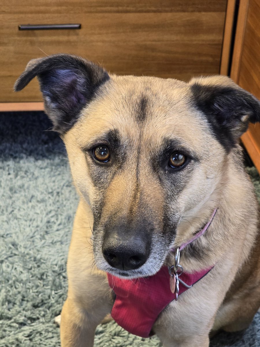 Piper THE Therapy Dog tweet media