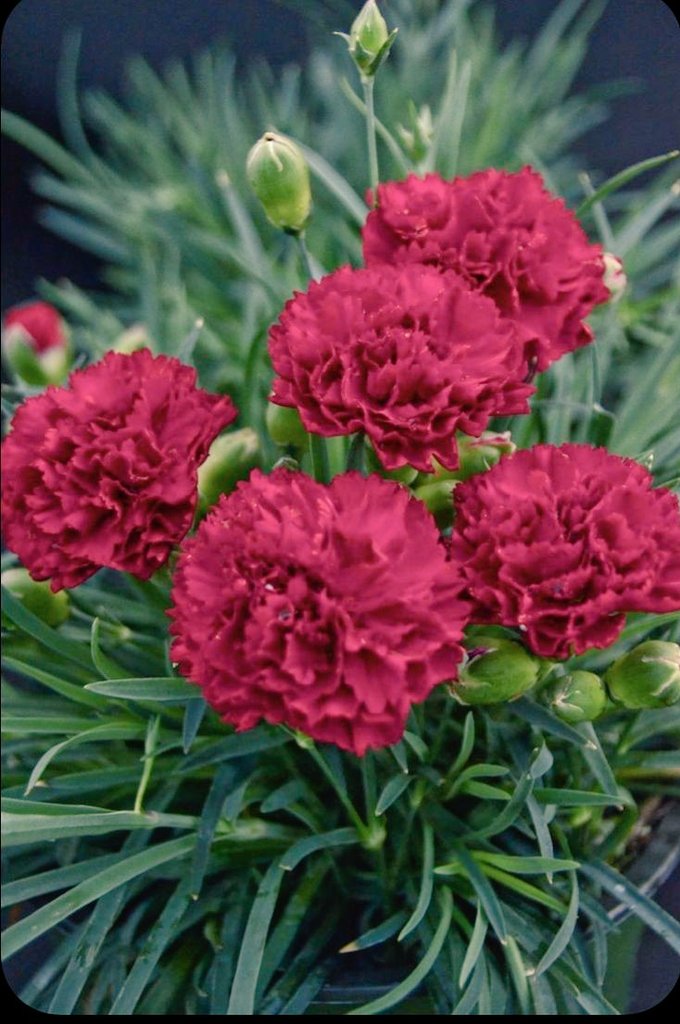 MariaMaryhala's tweet image. #Clavelesrojos
#Portugaldemisamores