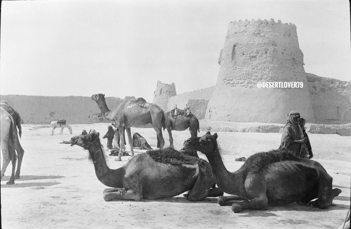 hashalhsa's tweet image. صورة: قافلة من الجمال عند قصر العبيد في مدينة #الهفوف في محافظة #الاحساء 1924 م

من @desertlover79