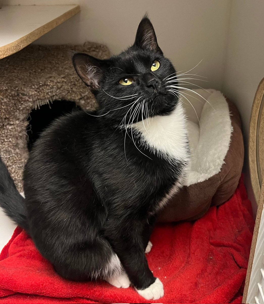 Dapper doll Ramona is on the lookout for her forever family!

Come visit this cutie at Pet Valu Meadows (2386 24 St NW, Edmonton). Apply to adopt or learn more about her here safeteam.ca/adoptable-cats

#safeteamrescue #safeteamkitty #petvalu #adoptdontshop #yeg #yegcats #catlovers