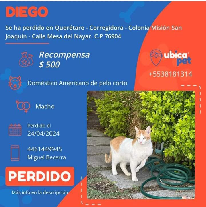 🟠 PERDIDO 🟠 👉 Más info: ubicapet.com.mx/perdidos/diego… P5430 ▪️Diego ▪️Macho ▪️Doméstico Americano de pelo corto ▪️Blanco con manchas color orange tabby o atigradas color naranja ▪️Querétaro ▪️Corregidora ▪️Colonia Misión San Joaquín