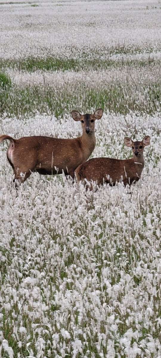 Deer Alert! Kaziranga #RNPics