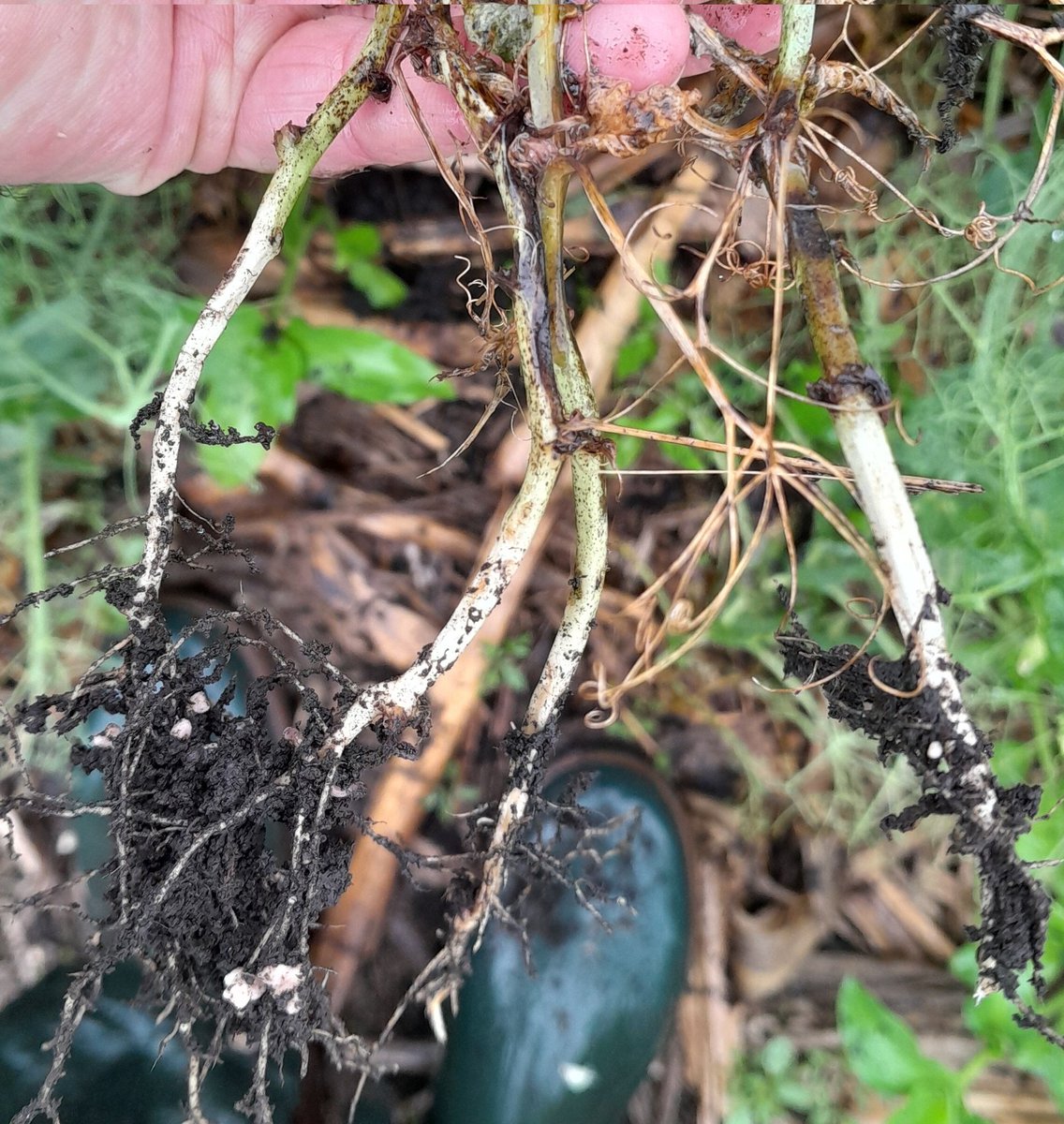 Greenwich peas having a tough time in the relentless rain, but just about holding on. Now is the time to really look hard for signs of Aphanomyces and Fusarium Root Rots.