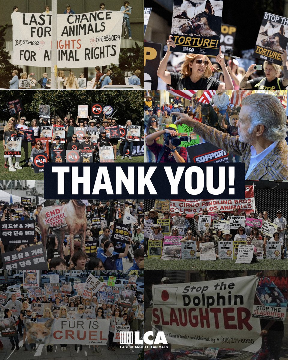 In honor of #ThankYouThursday, LCA would like to thank all the many protestors and volunteers who help fight for the animals.

We have been able to fight on behalf of the animals for over 40 years because of our supporters.
THANK YOU!