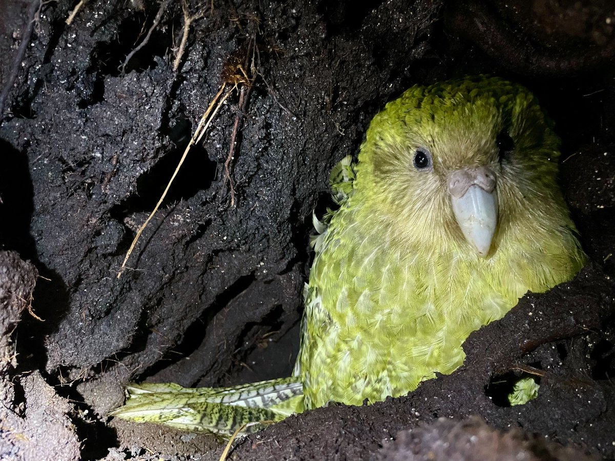 Our team are braving adverse weather to change #kakapo transmitters on Anchor Island. Several birds have been roosting in holes - perhaps for better shelter (they also roost under vegetation and up trees). Here’s Waa underground - photo by Maddy Whittaker. #conservation #parrots