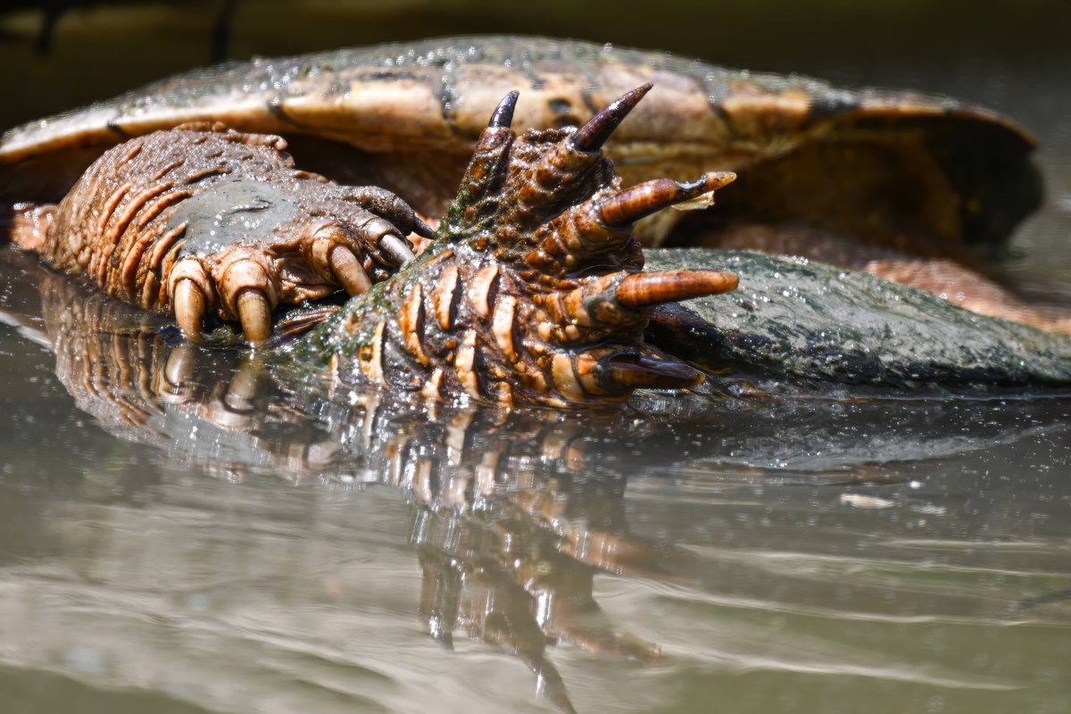 Gripping! Feisty Snapping Turtle pair flex their powerful claws in mating frenzy @ Huntley Meadows Wetlands, Virginia, USA. (2024-04-24) #NaturePhotography #TwitterNatureCommunity #BBCWildlifePOTD #ThePhotoHour #IndiAves #mating #turtles