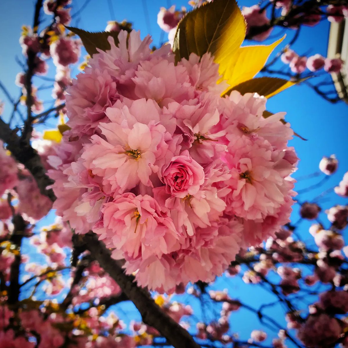 Cherry blossoms! 🍒 #NorthVancouver #cherryblossoms #springblossoms #pacificnorthwest #April