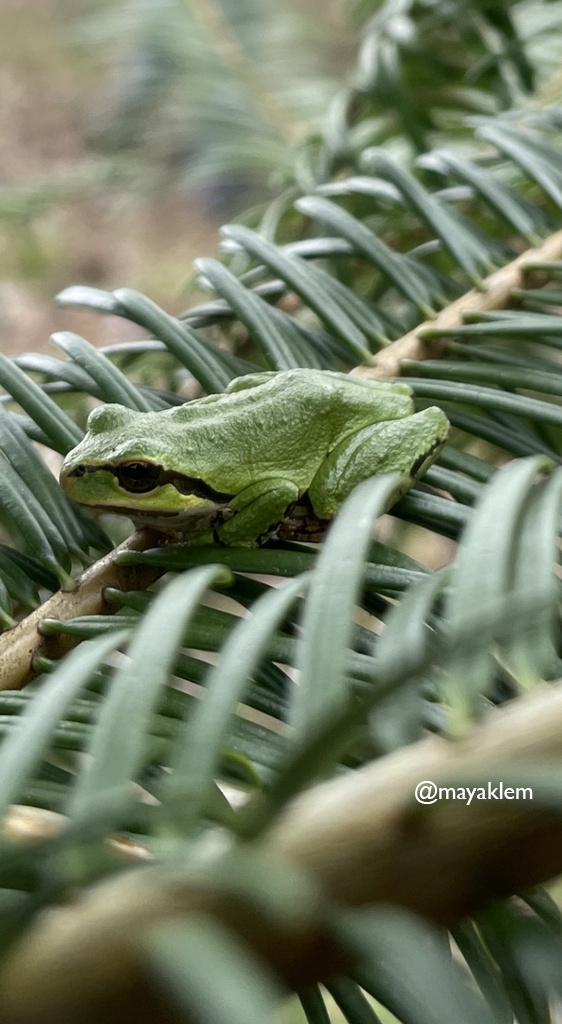 Last year, you set our region's all-time record for observations and participants during the #CityNatureChallenge—let's see what we can do this time! Community scientists, show your appreciation for nature in your neighborhood—the #bioblitz starts 4/26! bit.ly/3KYna5a