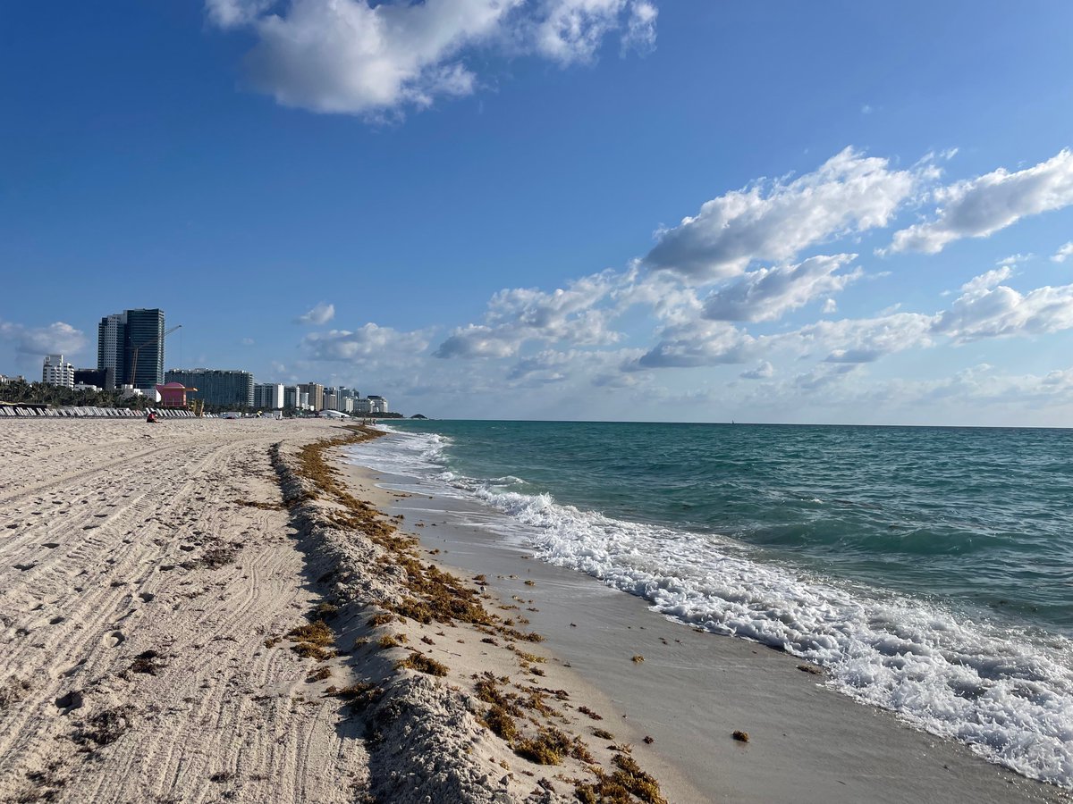 Miami Beach! Palm trees and white sand. But the best part was yesterday morning when I joined a group of ocean free swimmers. We swam out past the far white tower. So exciting to be rolling around in the waves swimming buoy to buoy.