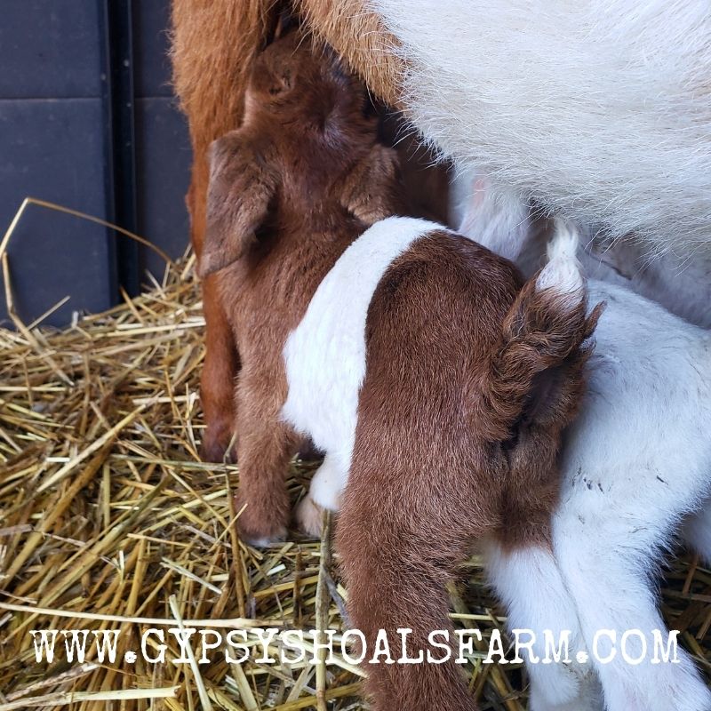 Reba had triplets her first breeding and raised all 3 by herself with no bottle assistance. That's a rock star mama! 🐐🌟 #gypsyshoalsfarm #goatlife #farmlife #alabama