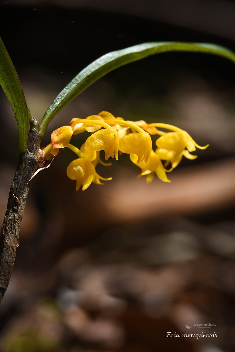 Orchids of Sumatra: Eria merapiensis is the first bright yellow Eria sp. I have ever seen. Mostly, they are either white or pink. #sumatranorchid #floraofsumatra #eria #毛兰