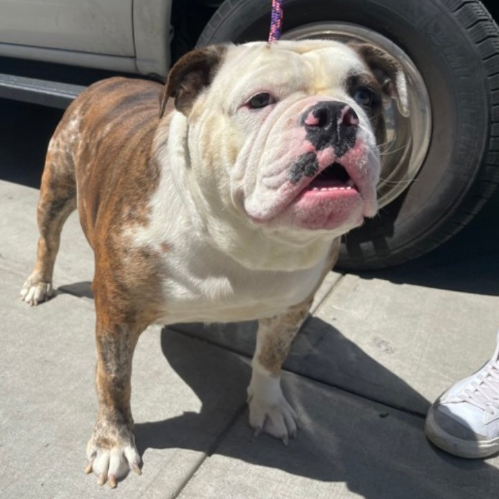 🐾100 lb, 6-y/o chubby Diamond surrendered to police b/c growled 🙄 Overweight w/ arthritis, has brachycephalic syndrome. Good on a leash, neutral w/ strangers, waggy w/ dogs. Needs a foster offer by *4/27* nycacc.app/#/browse/197712