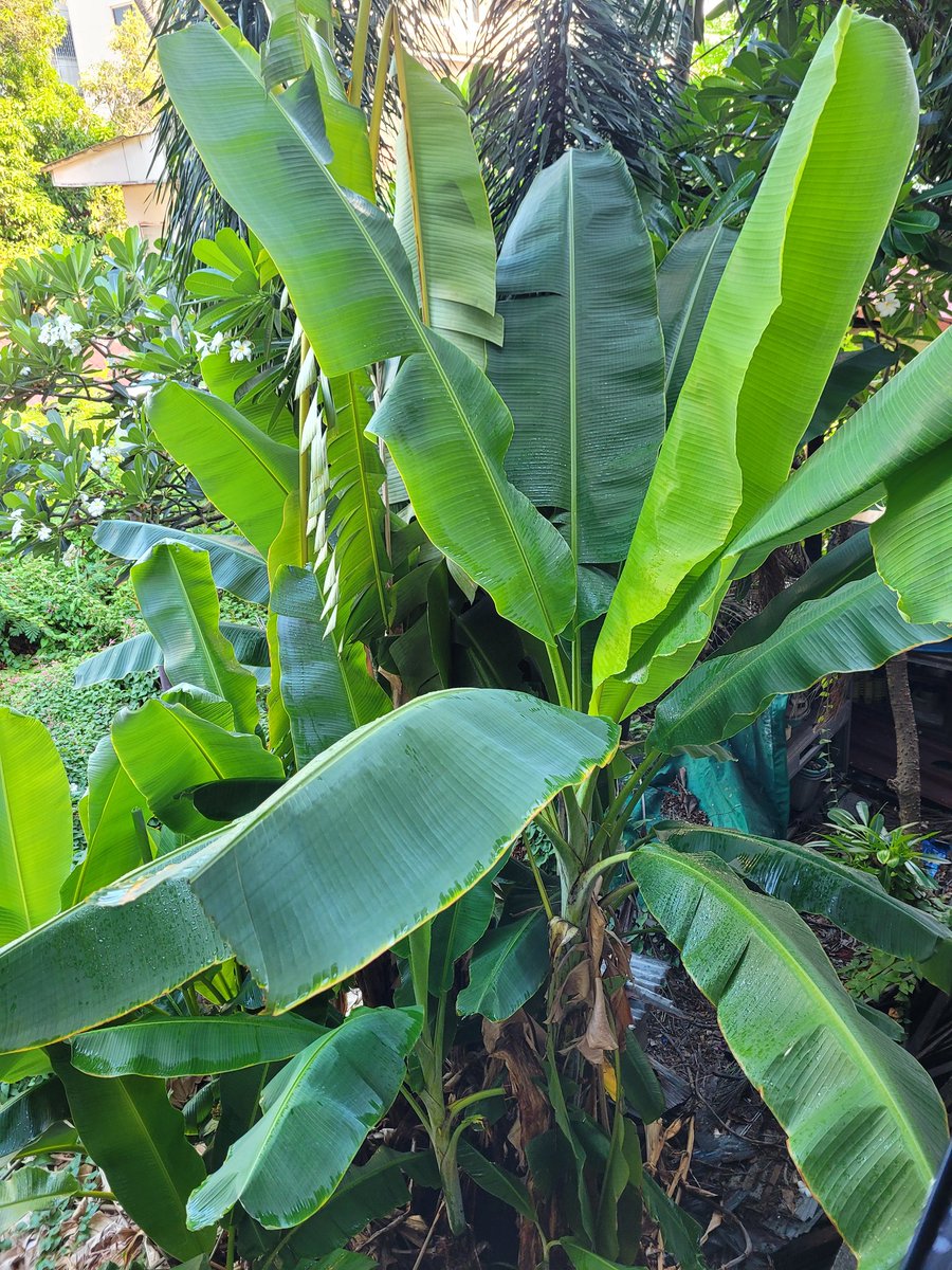 Not me religiously watering the clump of banana trees in my landlord's yard out of my 2nd floor window with a hose every morning in the hopes that they will grow taller faster thus shading the (uninsulated) west wall of our shophouse more. This heat is brutal, y'all. 🥵

💦🌱🌱💦